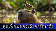 วีรกรรมสุดพีกและสัญชาตญาณสุดเพี้ยนของเจ้าคาปิบาร่า