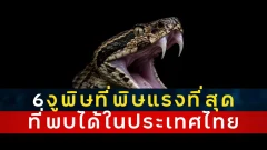 งูมีพิษชนิดร้ายแรงที่สุด ที่สามารถพบได้ในประเทศไทย