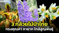 3 กล้วยไม้ป่าไทยที่ใกล้สูญพันธุ์ และหาดูได้ยากมาก