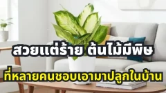 สวยแต่ร้าย ต้นไม้มีพิษ ที่หลายคนชอบเอามาปลูกในบ้าน