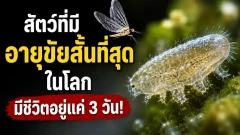 สัตว์ที่มีอายุขัยสั้นที่สุดในโลก มีชีวิตอยู่แค่ 3 วัน!