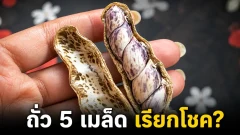 ความเชื่อเรื่อง &ldquo;ถั่วลิสง 5 เมล็ด&rdquo; กินแล้วเรียกโชค จริงหรือแค่ความเชื่อ?