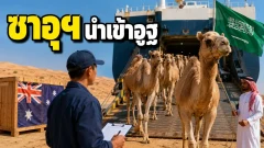 ทำไมซาอุดีอาระเบียที่เต็มไปด้วยอูฐถึงเคยนำเข้าอูฐจากออสเตรเลีย