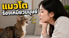 แมวโตเต็มวัยร้องเหมียวกับมนุษย์มากกว่าใช้เสียงนี้คุยกับแมวด้วยกัน
