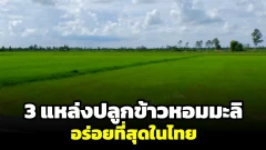 3 แหล่งปลูกข้าวหอมมะลิ ที่ขึ้นชื่อว่าอร่อยที่สุดในประเทศไทย