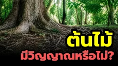 วิทยาศาสตร์ยังไม่พบหลักฐานว่าต้นไม้มีวิญญาณ