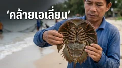 ใต้ท้อง &ldquo;แมงดาทะเล&rdquo; สัตว์โลกที่มีความแปลกประหลาด และดูคล้ายกับเอเลี่ยน