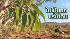 นักวิทยาศาสตร์พบอนุภาคทองคำในใบยูคาลิปตัสได้อย่างไร