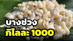ไข่มดแดง บางช่วงกิโลละ 1,000 บาท รายได้ดีที่คนเมืองไม่รู้