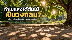 ทำไมแสงใต้ต้นไม้เป็นวงกลม ทั้งที่ช่องใบไม้ไม่ได้กลม? ที่จริงเรากำลังเห็น &ldquo;ภาพดวงอาทิตย์&rdquo;