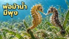 ทำไมม้าน้ำตัวผู้จึงมีท้องป่องและต้องคลอดลูกเอง