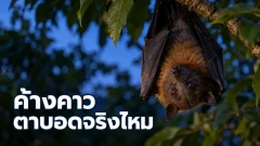 ค้างคาวมองเห็นโลกยามค่ำคืนอย่างไร