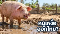 ทำไมหมูต้องลงไปคลุกโคลนตอนอากาศร้อน