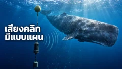 งานวิจัยเสียงคลิกของวาฬสเปิร์มพบอะไร