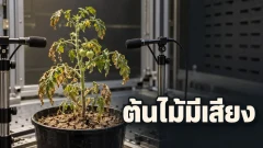 เสียงอัลตราโซนิกจากต้นมะเขือเทศบอกอะไรเมื่อต้นไม้ขาดน้ำ