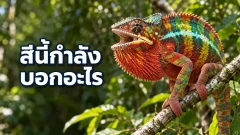 สีของกิ้งก่าคามิเลียนบอกอะไรได้บ้าง