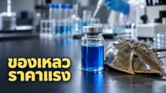 ทำไมเลือดแมงดาทะเลจึงถูกใช้ตรวจความปลอดภัยของยา