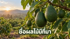ชื่ออะโวคาโดมีที่มาอย่างไร