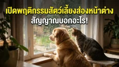 เปิดพฤติกรรมสัตว์เลี้ยงส่องหน้าต่าง สัญญาณบอกอะไรเรากันแน่!