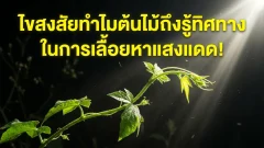 ​ไขสงสัยทำไมต้นไม้ถึงรู้ทิศทางในการเลื้อยหาแสงแดด!