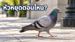 นกพิราบเดินหัวกระตุก ภาพที่มันเห็นไหวตามหรือเปล่า?