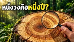 วงบนตอไม้หนึ่งวง เท่ากับหนึ่งปีทุกต้นไหม?