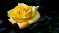กุหลาบควีนสิริกิติ์ (Queen Sirikit Rose) กุหลาบสีทองแต้มส้ม งดงามด้วยเรื่องราวแห่งพระนาม