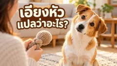 หมาเอียงหัวเมื่อได้ยินชื่อของเล่น เพราะกำลังคิดอยู่ไหม?