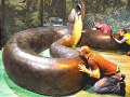 Titanoboa งูที่ใหญ่และน่ากลัวที่สุดในโลก แต่สูญพันธุ์ไปแล้ว