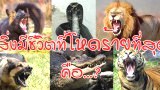 สัตว์อะไรโหดร้ายที่สุดในโลก