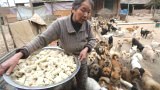 สุดยอด หญิงจีนก่อตั้งบ้านสุนัขจรจัดกว่า 1,300 ตัว ตื่นตี 4 ดูแลทุกวัน