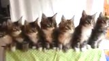 มาดูลูกแมว 7 ตัวนี้เต้นฮิปฮอป ไม่รู้เจ้าของใช้วิธีไหนให้มันขยับพร้อมๆกันนะ