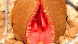 "Hydnora africana"ดอกไม้แปลกประหลาดที่น่าสนใจ รูปร่างคล้าย"จิ๊มิผู้หญิง"ทั้งยังหาชมได้ยากมาก