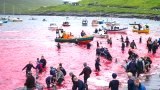 ทะเลเลือด เทศกาลฆ่าวาฬ หมู่เกาะ Faroe ส่วนหนึ่งของเดนมาร์ค