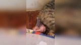 หาดูยาก!! นาทีแมวออกลูก