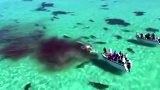 หาดูยาก ฉลามเสือ 70 ตัว รุมกินปลาวาฬที่ตายในอ่าวฉลาม