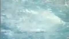 เผยด้านมืด!!!โปโลน้ำหญิง กีฬาสุดเซ็กซี่ นี่มันแค่แท็กติกหรือเจตนาทำร้ายคู่แข่งกันแน่?!