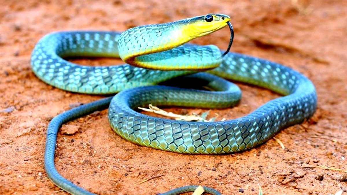 Самые ядовитые змеи фото. Змеи Австралии Тайпан. Австралийский Тайпан змея. Самая ядовитая змея в мире Тайпан. Краснобрюхий полоз.