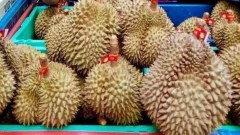 ทุเรียนกับแม่ค้า คุณคิดว่าอะไรอร่อยกว่ากัน