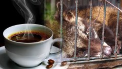 เผยความโหดร้ายกว่าจะมาเป็น "กาแฟชะมด" หรือ "กาแฟขี้ชะมด"