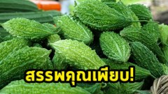 "มะระขี้นก" สรรพคุณเพียบ!! ลดน้ำตาลในเลือด ลดความอ้วน ชะลอแก่!