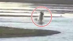 (คลิป) ระทึก! นาทีเจ้าตูบมองดูเพื่อนคู่ซี้โดนจระเข้ เขมือบต่อหน้าต่อตา