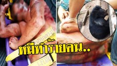 หมีที่วัดเลี้ยงไว้ ทำร้ายคนได้รับบาดเจ็บสาหัส จ.เพชรบูรณ์