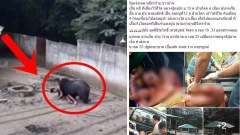 หมีกัดคน!! เกิดเหตุลงไปแย่หมีที่สำนักสงฆ์หลวงปู่ละมัย เป็นตายเท่ากัน (ชมคลิป)