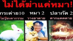 โหดเหี้ยม ไม่ได้ฆ่าแค่หมา ยังมีสัตว์อีกหลายตัวที่โดนทารุณ!!