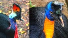 CASSOWARY นกอันตราย ที่เคยเตะคนตายมาแล้ว