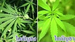 ประโยชน์ของกัญชง