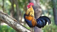 ประเภทของไก่งาม ฉบับตำราไก่ชนไทย ไก่งาม มีองค์ประกอบดังนี้