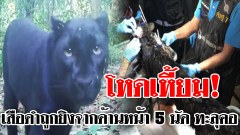โหดเหี้ยม!! เสือดำทุ่งใหญ่ฯ ถูกลูกซองยิงจากด้านหน้า 5 นัด ทะลุคอ