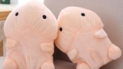 สีของปลายหัวน้องชายสุดที่รัก ก็บอกได้ว่าสุขภาพเป็นยังไง